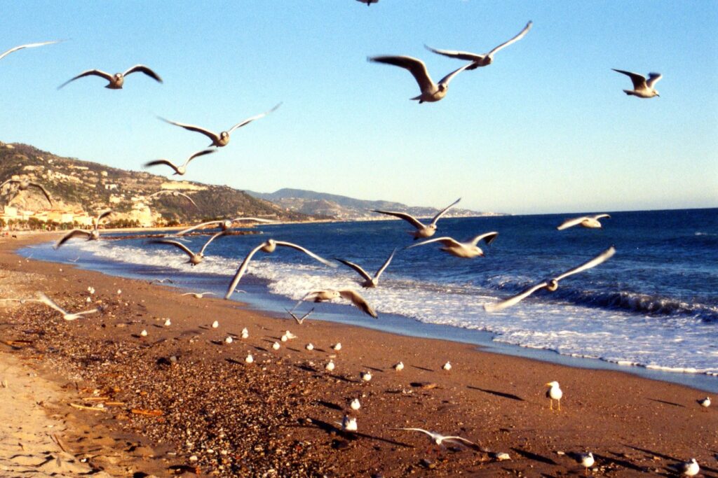Borrigo, Menton