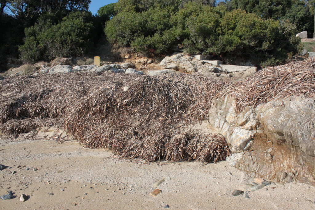 De Guerrevieille, Grimaud
